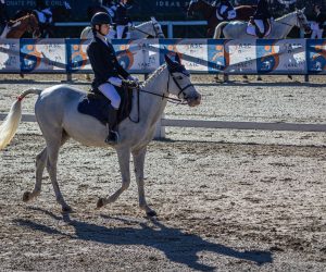 Dressage foto
