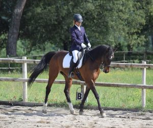 Dressage