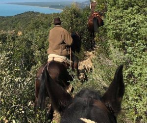 Equitazione di Campagna